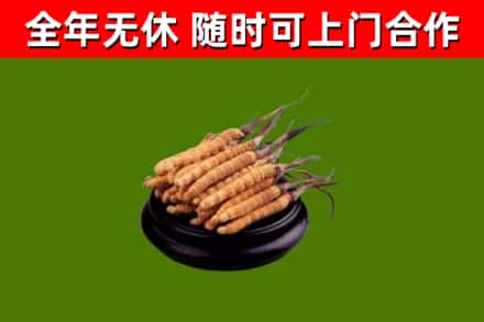老城烟酒回收冬虫夏草.jpg