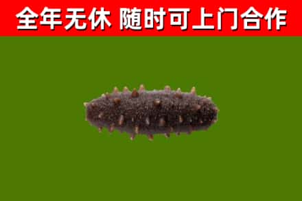 老城烟酒回收干海参.jpg